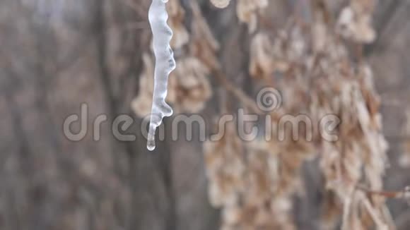 春天的开始挂在树上的冰柱视频的预览图