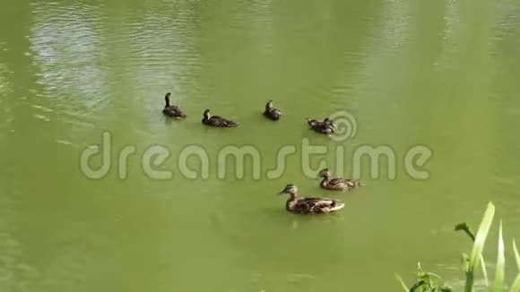 湖上夏天的鸭子一家视频的预览图