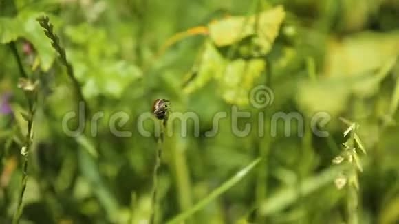 茂盛的绿野草叶上的小昆虫大型的野生动物视频的预览图