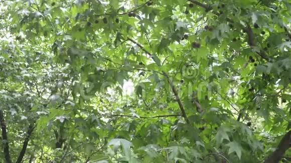侧方天王星西卡莫这棵树的果实被修补了绿色的球夏天开花的树木从后面掉下来视频的预览图