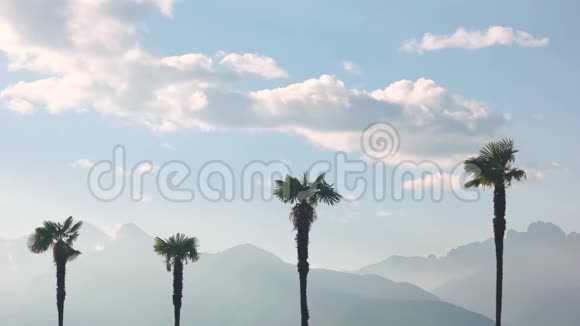 棕榈树和天空山脉视频的预览图