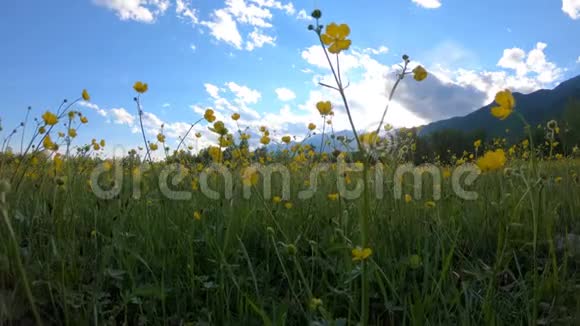 田野上的黄色野花视频的预览图