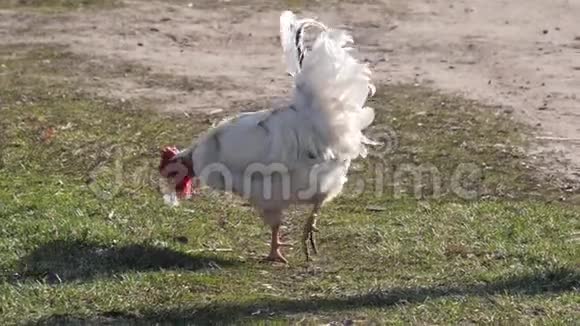 村里草坪上美丽的白公鸡视频的预览图