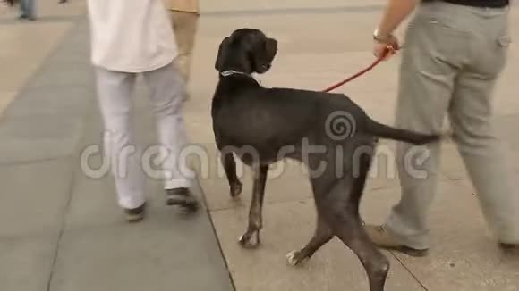 在市中心广场和狗一起散步的男性可爱的宠物家养动物视频的预览图