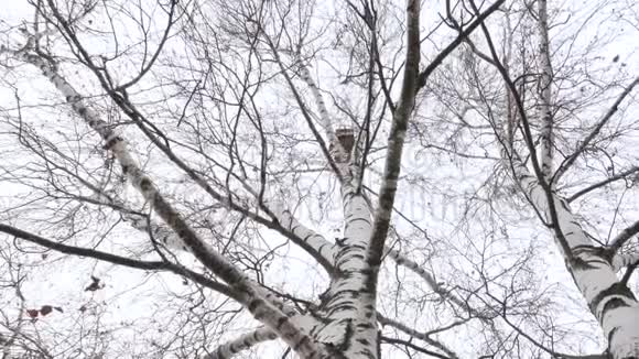 春天的开始桦树上的鸟舍视频的预览图