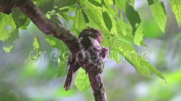 的青蛙嘴巴特拉霍斯托玛斯阿菲尼斯雄鸟和两只小鸟在巢中视频的预览图