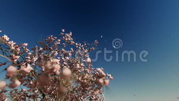 美丽的玉兰树落花4K视频的预览图