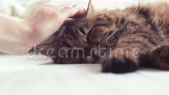 毛茸茸的宠物舒服地睡着了女人抚摸一只猫视频的预览图