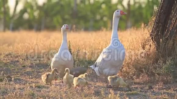 日落时分一群大雁在农场附近放牧视频的预览图