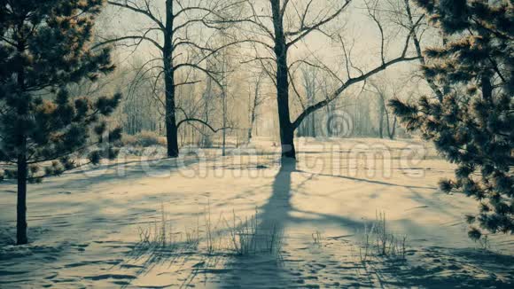 阳光明媚的冬日城市公园下雪视频的预览图