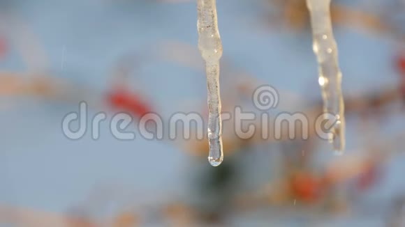 融化冰柱你可以看到流动的水滴视频的预览图