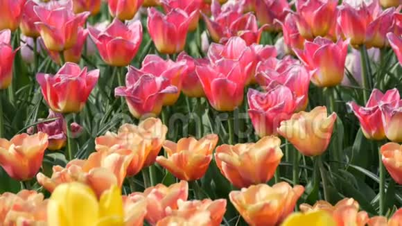 五颜六色的郁金香花在春天的花园里绽放春天盛开的装饰郁金香花视频的预览图