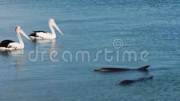 两只远洋和两只海豚视频的预览图
