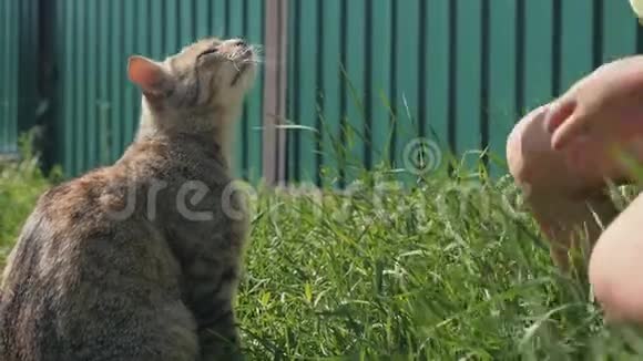 家猫在草地上女孩抚摸猫可爱的猫视频的预览图