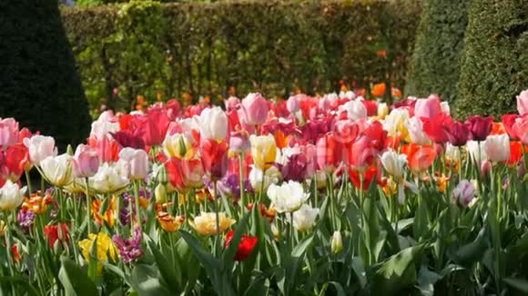 五颜六色的郁金香花在春天的花园里绽放春天盛开的装饰郁金香花视频的预览图