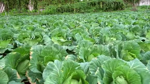 4K一个新生长的卷心菜田的中国景观农业视频的预览图