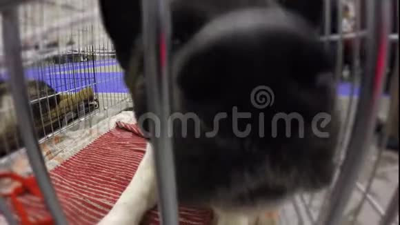 纯种小狗有趣的鼻子好奇地嗅着相机可爱的宠物视频的预览图