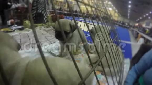 可爱的小狗在笼子里积极地玩耍在狗展上等待排队可爱的宠物视频的预览图