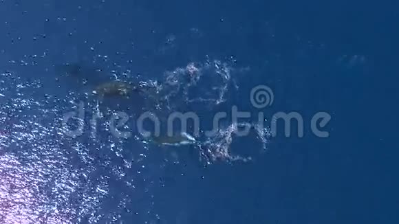 三只可爱的蓝色海洋大鲸在水下游泳上面的空中4k景色视频的预览图