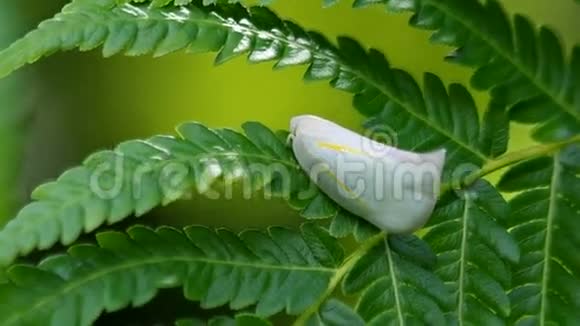 蕨类植物上的飞虱视频的预览图