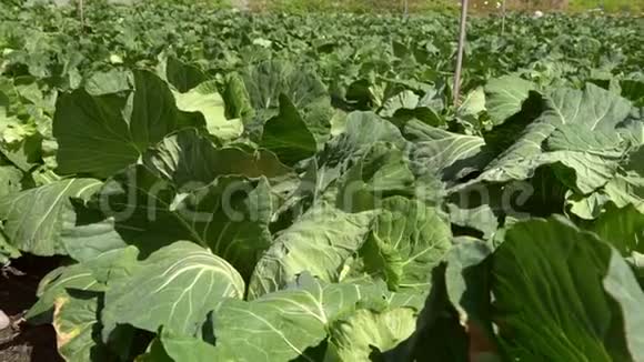 4K一个新生长的卷心菜田的中国景观农业视频的预览图