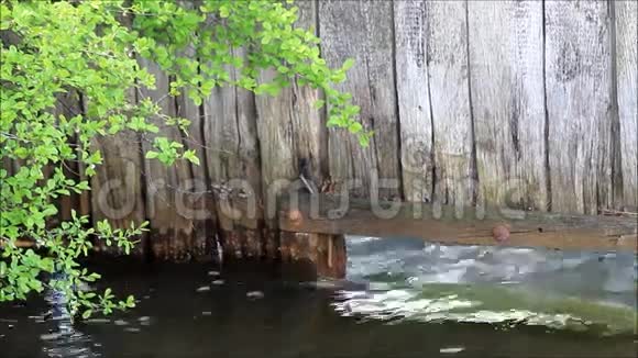 水流在小溪里视频的预览图