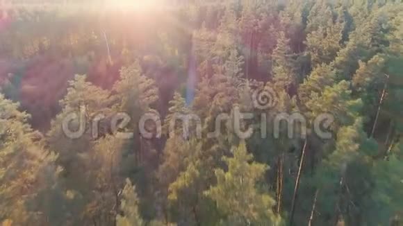 阳光下森林中老式汽车骑行的鸟瞰图视频的预览图