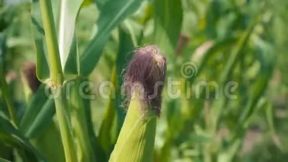 玉米地中的绿色茎上的玉米绿叶中的玉米仍然没有被剥去茎视频的预览图