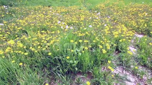 草地上黄色的蒲公英开花其中有褪色蓬松视频的预览图