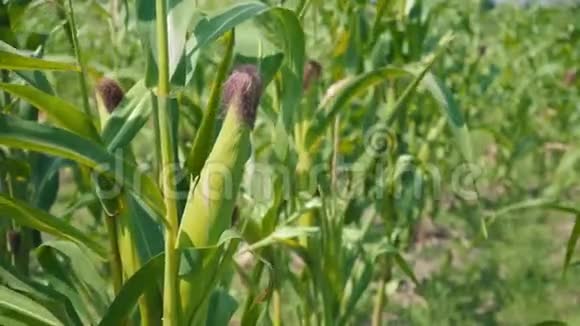 玉米地中的绿色茎上的玉米绿叶中的玉米仍然没有被剥去茎视频的预览图