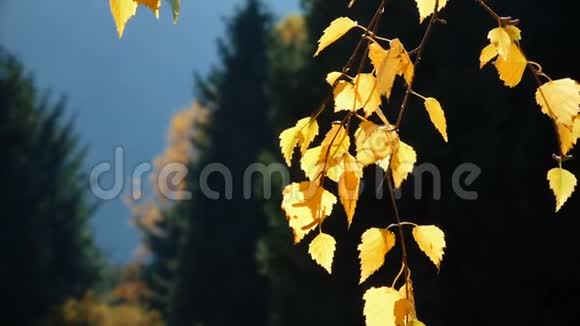 秋叶与云杉树视频的预览图