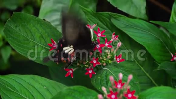蝴蝶常见的摩门教徒视频的预览图