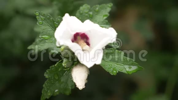 白色的花靠近莎伦或木槿的玫瑰芙蓉雨后花瓣和树叶上的露珠视频的预览图