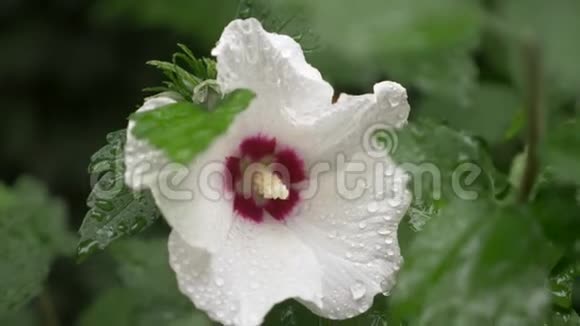 白色的花靠近莎伦或木槿的玫瑰芙蓉雨后花瓣和树叶上的露珠视频的预览图