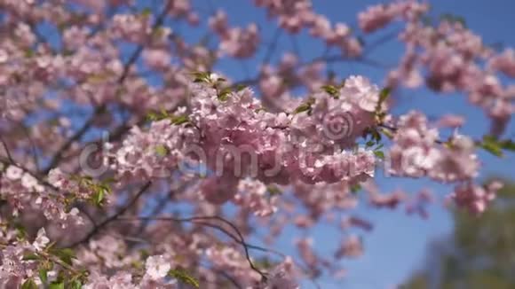 美丽的樱花樱花树在欧洲的早晨里加胜利公园粉红色和柔和的粉彩视频的预览图