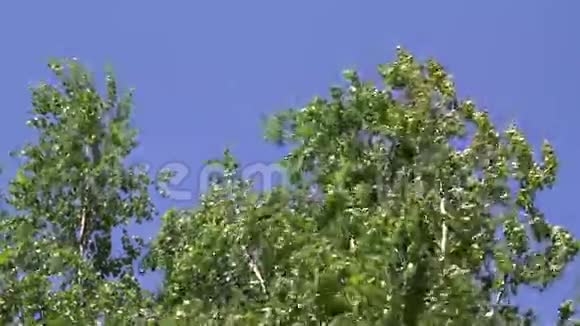 一群树在风中移动视频的预览图