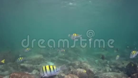 洛斯伊索勒斯岛白盆地海鱼和印度太平洋中士Abudefdufvaigiensis学校视频的预览图