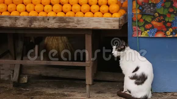生活在户外市场的漂亮猫坐在水果摊和篮子下面视频的预览图