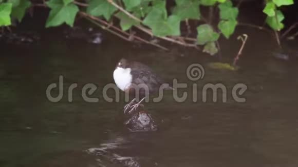 八月间在苏格兰的一条河上一只开膛鸟在一块石头上上下摆动视频的预览图