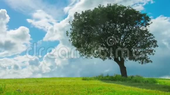 绿树在田野里独自生长云在蓝天上飞翔视频的预览图