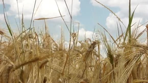 破碎的小麦视频的预览图