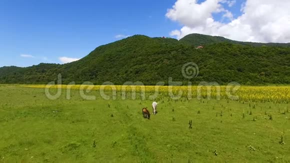 白色和棕色的马在山谷里吃新鲜的青草农场的鸟瞰图视频的预览图