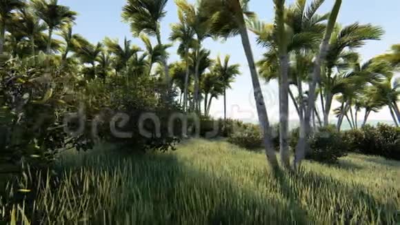 棕榈树在风中飘扬视频的预览图