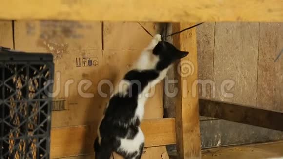 可爱的黑白猫在外面玩耍在墙上的背景上看相机视频的预览图