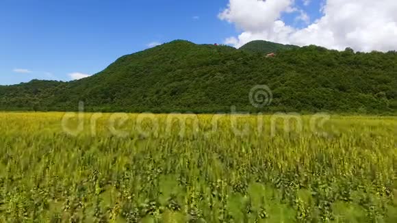 以植物和山地为背景的绿色山谷全景鸟瞰图视频的预览图