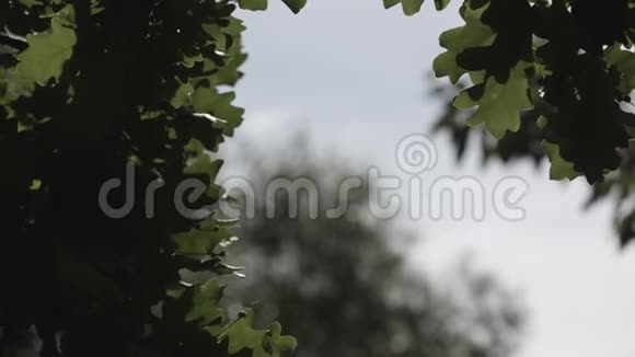 绿橡树叶子在微风中摇曳夏日视频的预览图