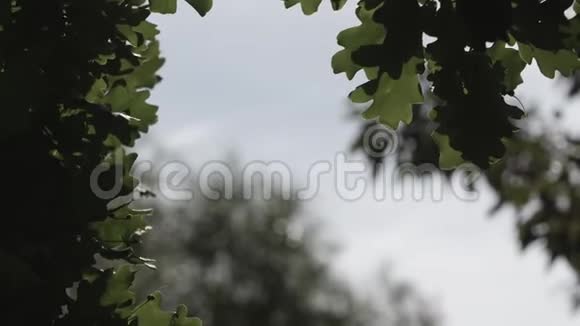 绿橡树在微风中颤抖夏日视频的预览图