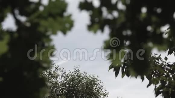 绿橡树叶子在风中摇曳夏日视频的预览图