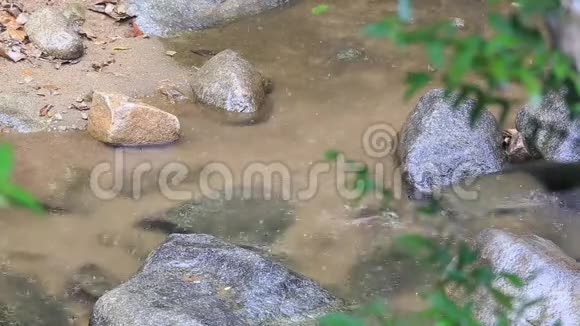 雨水和鱼在大自然中瀑布在泰国北部视频的预览图
