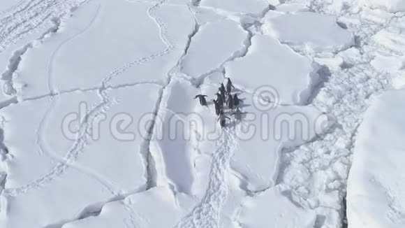 企鹅跳跃南极陆地鸟瞰图视频的预览图